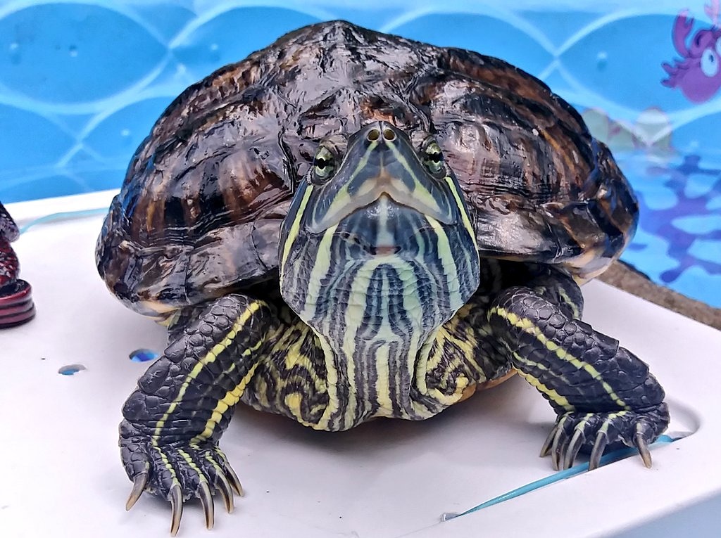 Red Eared Slider Turtle in the&nbsp;sunshine