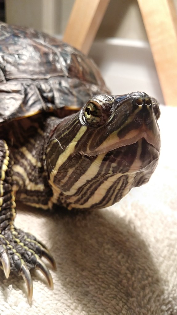 A closeup picture of Turkey