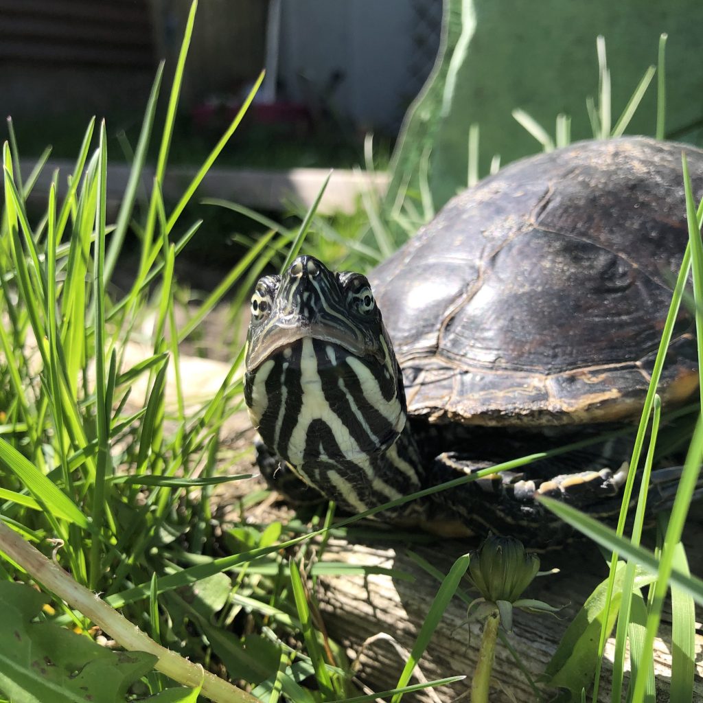 How to heal minor turtle injuries with Clark the&nbsp;Cooter